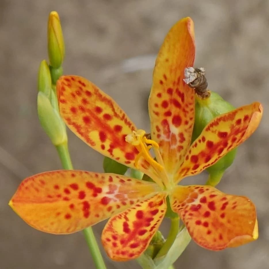 anginovník čínský - obrázek 1