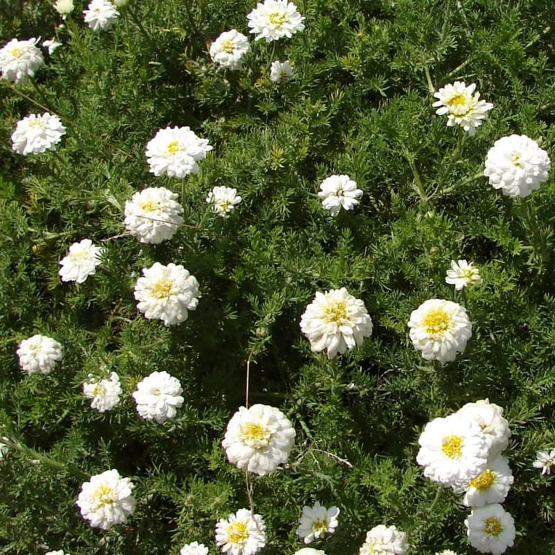 rmenec sličný (heřmánkovec římský)