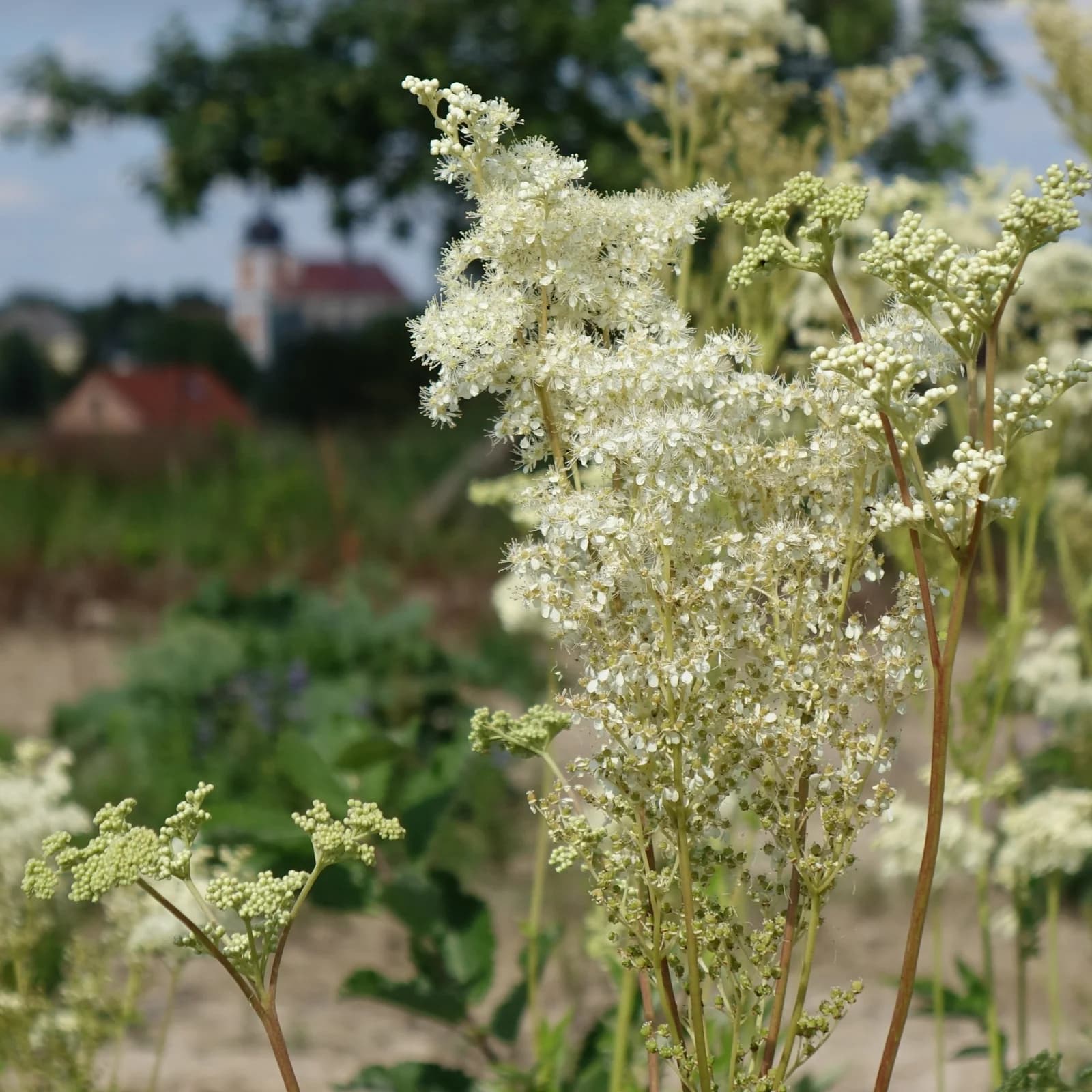 tužebník jilmový - obrázek 1