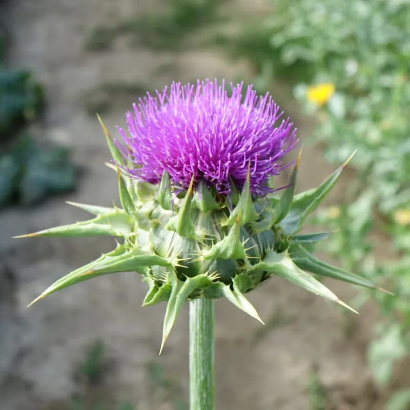 ostropestřec mariánský