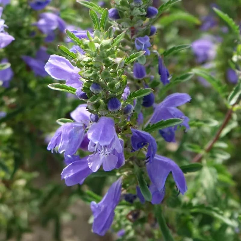 včelník moldavský