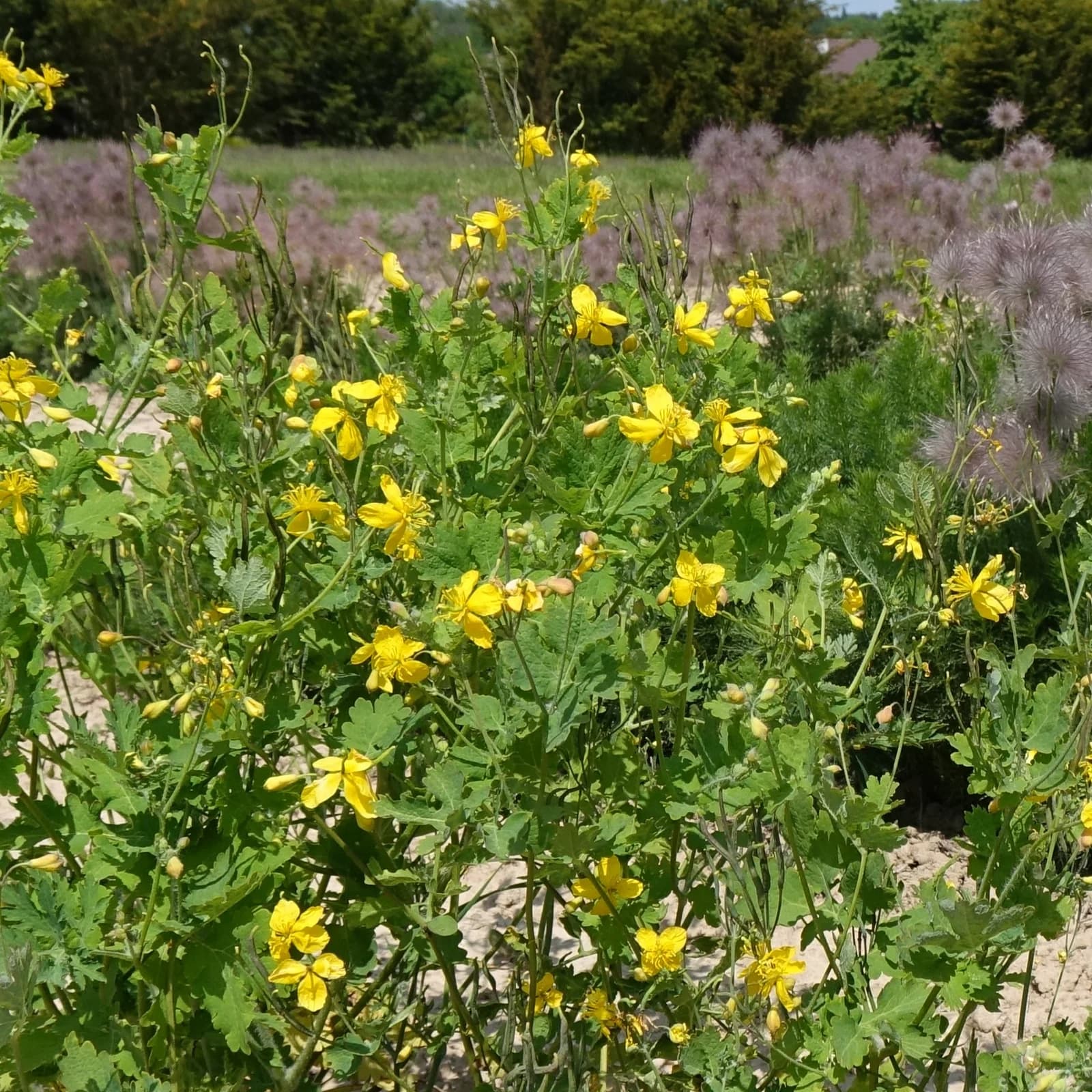 vlaštovičník větší - obrázek 1