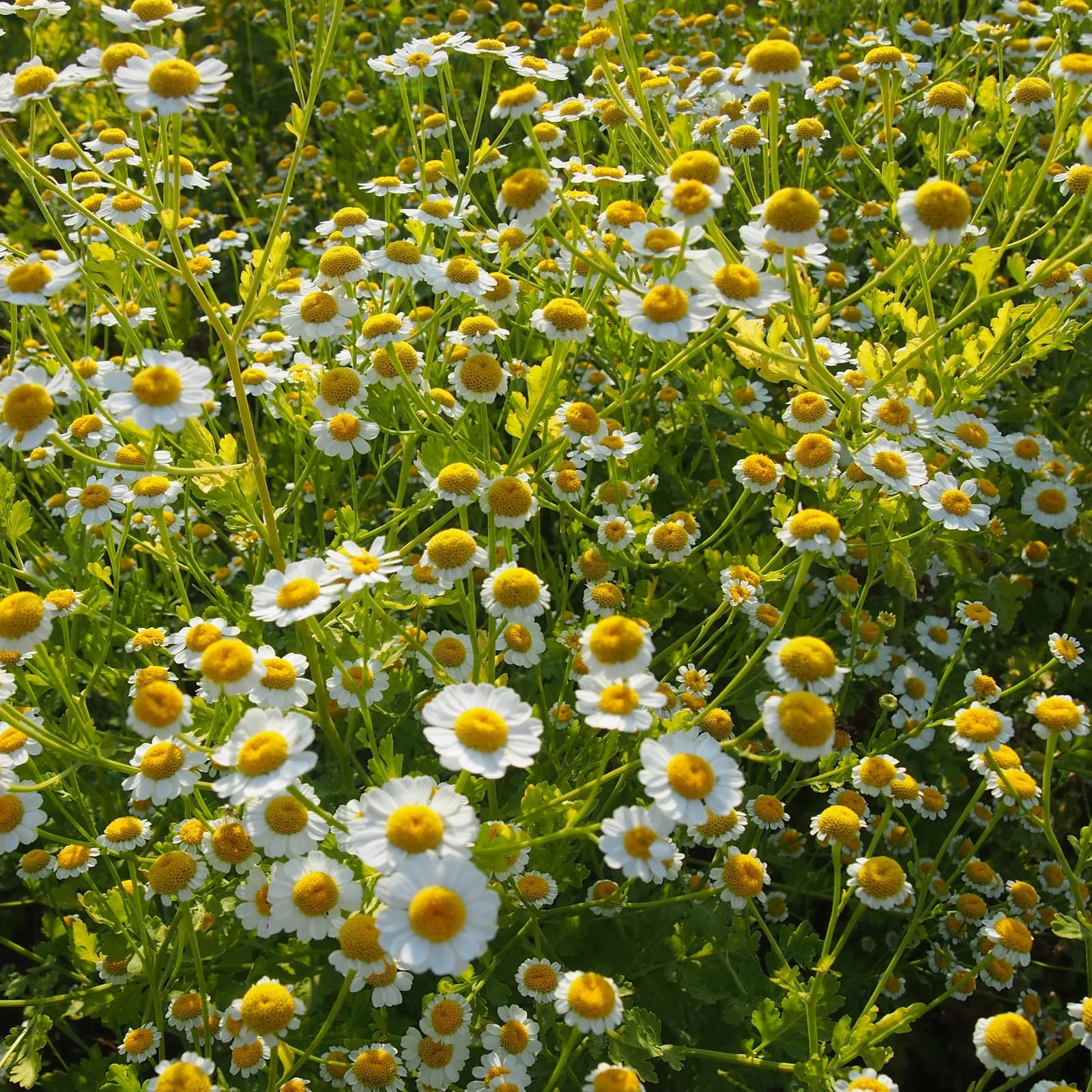 řimbaba obecná - obrázek 1
