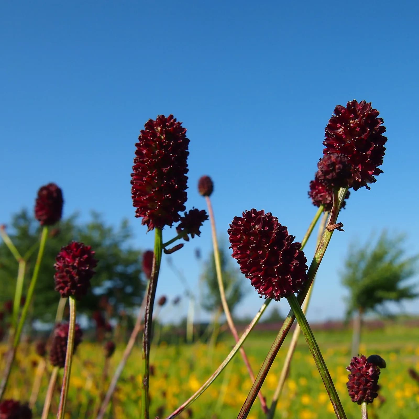 krvavec toten - obrázek 1