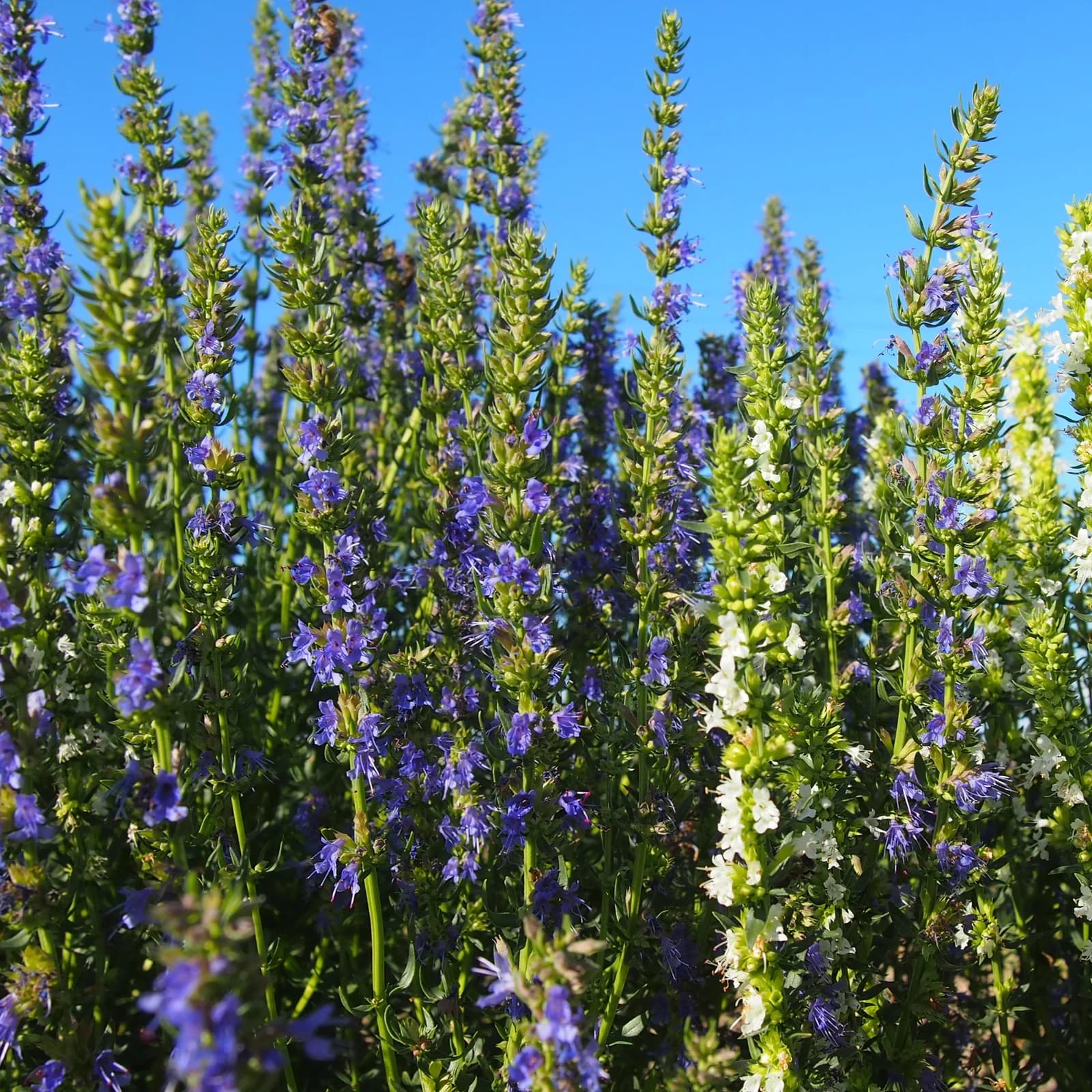 yzop lékařský - obrázek 1