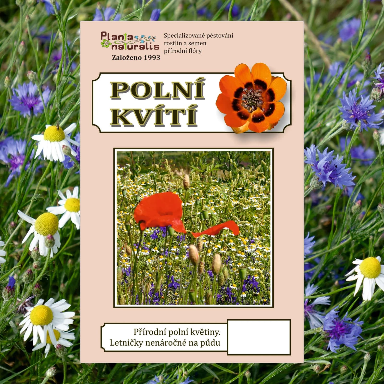 Polní kvítí - obrázek 1