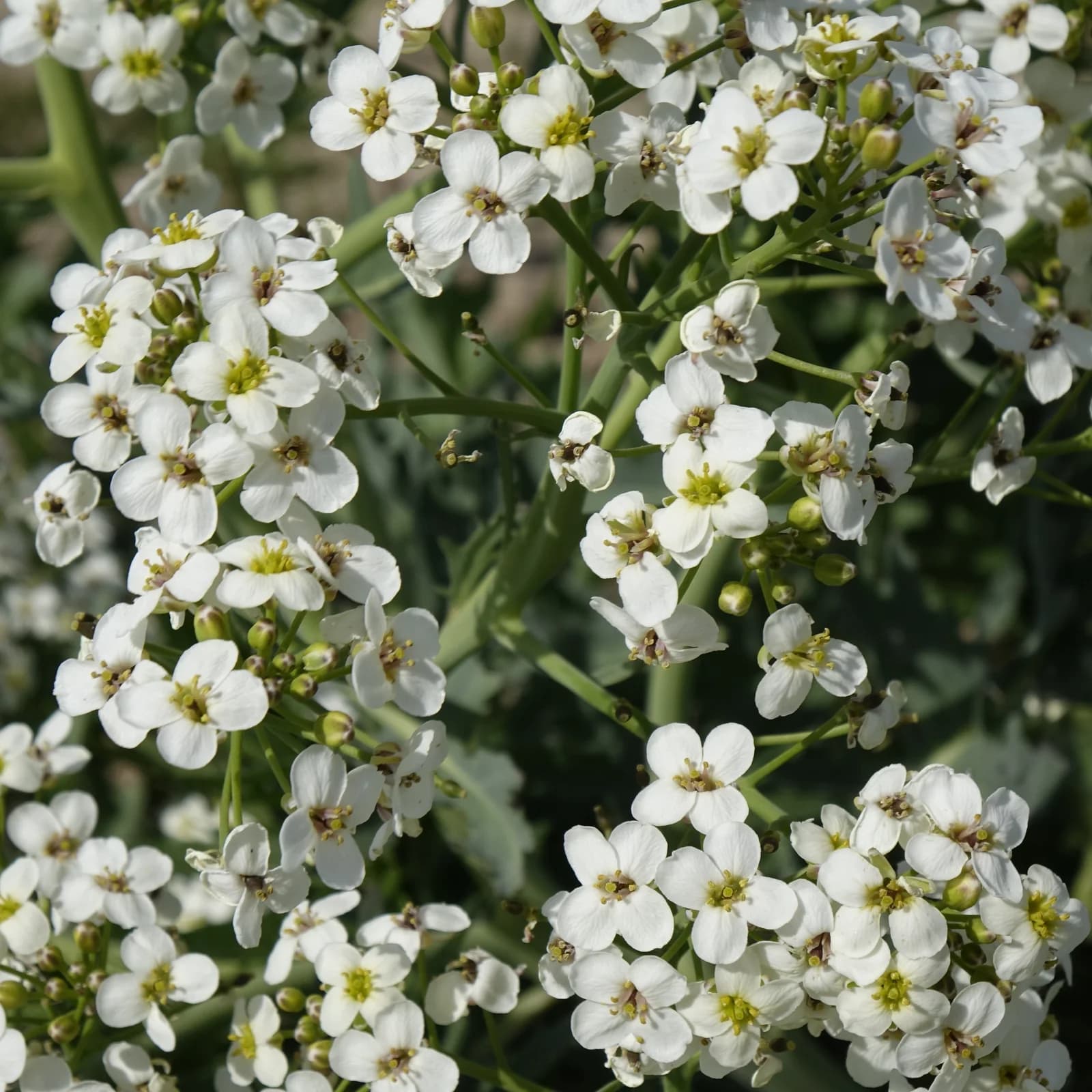 katrán tatarský - obrázek 1