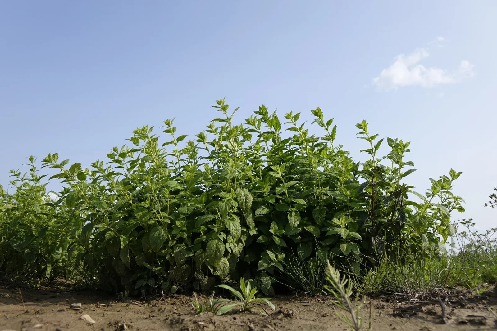 meduňka lékařská - obrázek 1