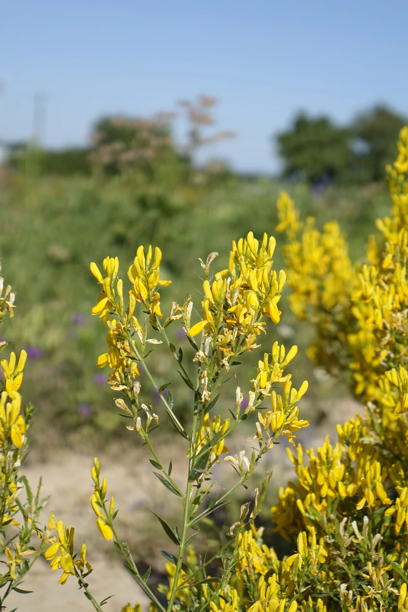 kručinka barvířská - obrázek 1