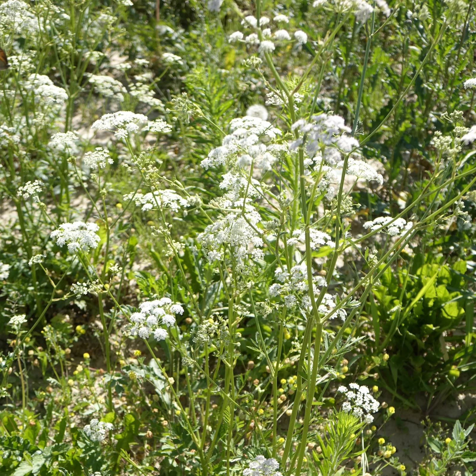 bedrník obecný - obrázek 1