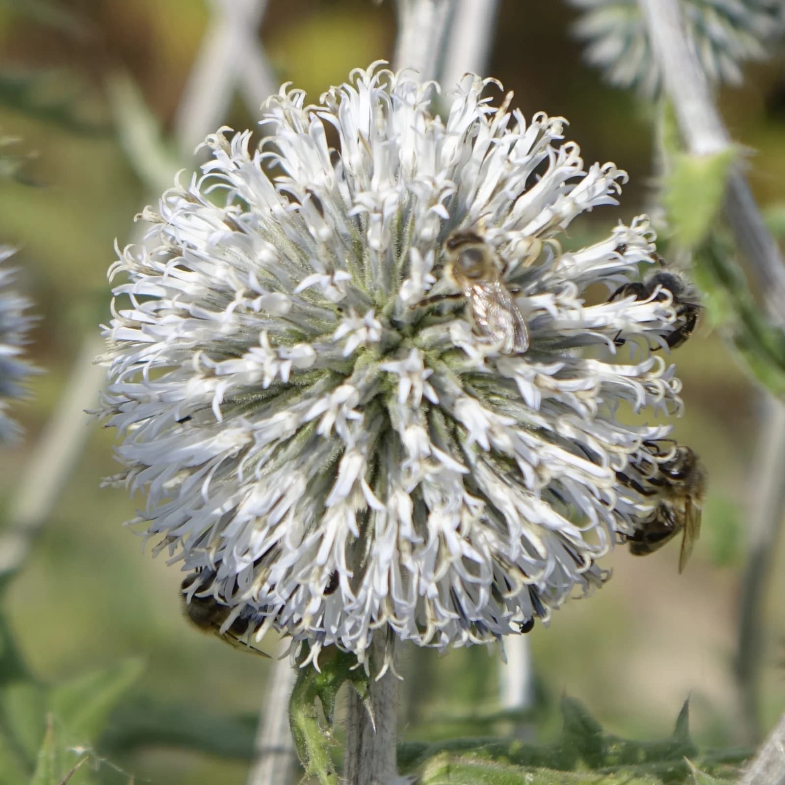 bělotrn kulatohlavý - obrázek 1