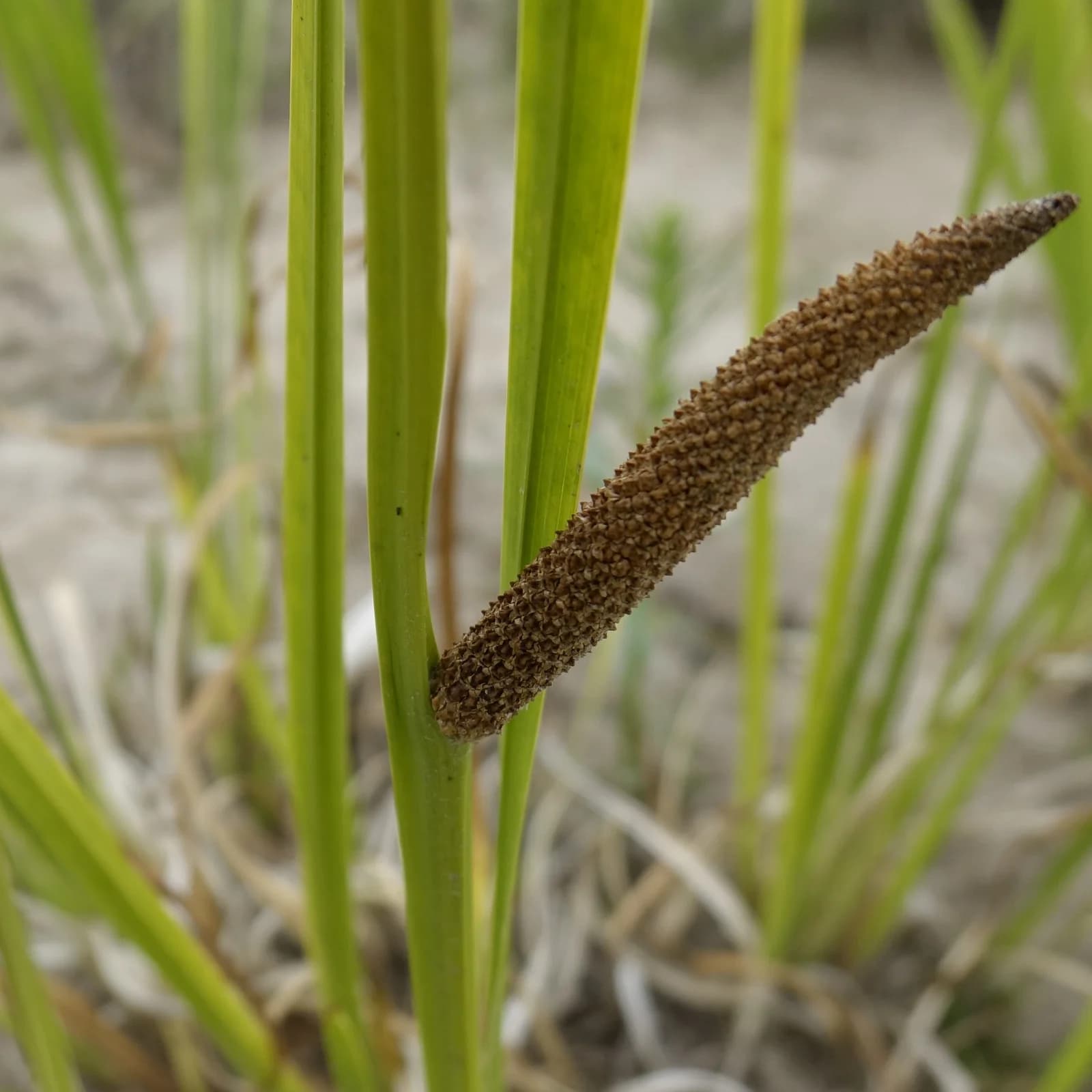 puškvorec obecný - obrázek 1