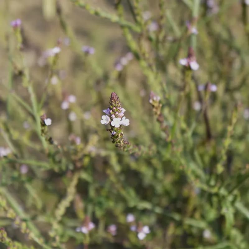 sporýš lékařský