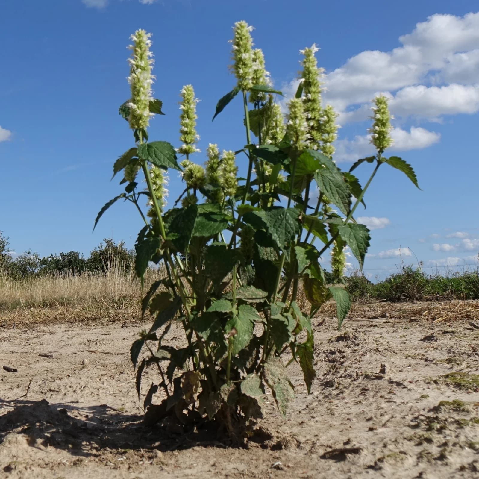 agastache vrásčitá - obrázek 1